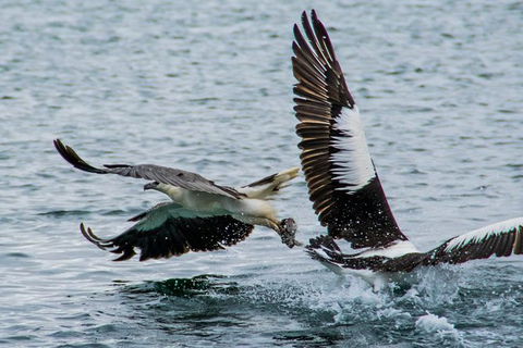 Albany Wildlife And Scenic Cruise - Darwin Holiday 4