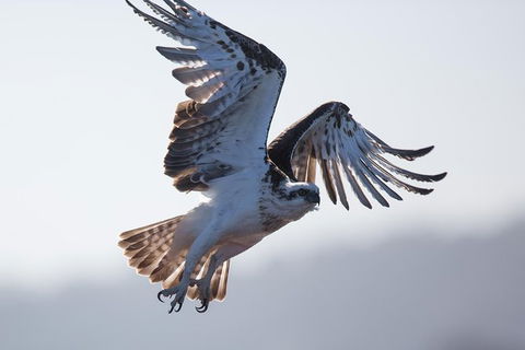 Albany Wildlife And Scenic Cruise - Darwin Holiday 6