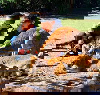 Caversham Wildlife Park Old Guildford Town  Swan Valley Tour - Darwin Holiday