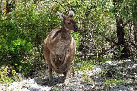 7 Hour Full Day Tour: Morning Tea, Chocolate, Olives, 3 Wineries & Lunch - Darwin Holiday 22