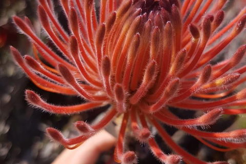 7 Hour Full Day Tour: Morning Tea, Chocolate, Olives, 3 Wineries & Lunch - Darwin Holiday 16