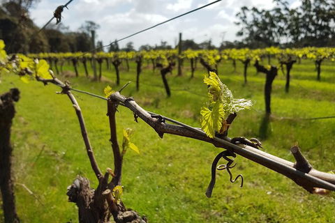 7 Hour Full Day Tour: Morning Tea, Chocolate, Olives, 3 Wineries & Lunch - Darwin Holiday 15