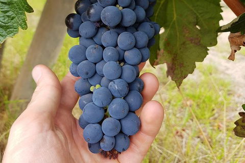 7 Hour Full Day Tour: Morning Tea, Chocolate, Olives, 3 Wineries & Lunch - Darwin Holiday 19