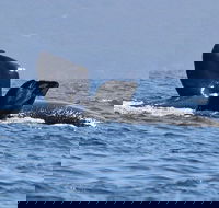 3 Hour Winter Whale Safari May - Oct around King George Sound - Darwin Holiday