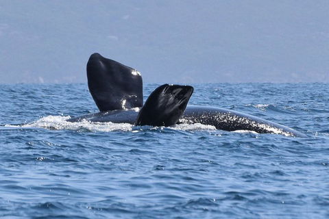 3 Hour Winter Whale Safari (May - Oct) Around King George Sound - Darwin Holiday 0