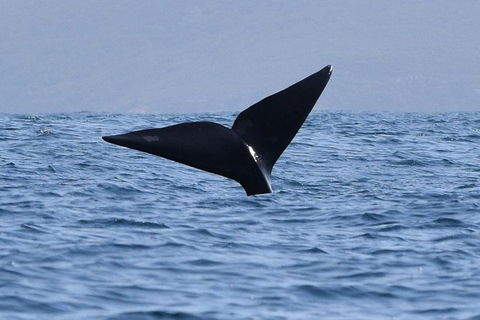 3 Hour Winter Whale Safari (May - Oct) Around King George Sound - Darwin Holiday 1