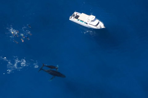 Humpback Whale Swim Ningaloo Reef - Darwin Holiday 1