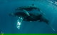 Humpback Whale Swim Ningaloo Reef - thumb 3