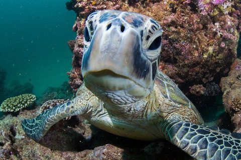 Humpback Whale Swim Ningaloo Reef - Darwin Holiday 5