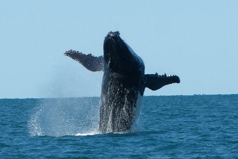 Humpback Whale Swim Ningaloo Reef - Darwin Holiday 4