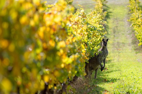 Full-Day Winery And Brewery Tour In Margaret River With Lunch - Darwin Holiday 6