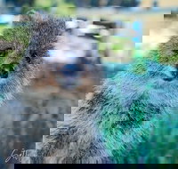 Snorkel and Visit the gorgeous Rottnest Island - Darwin Holiday