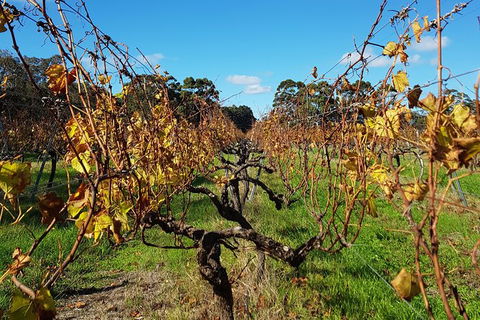 5 Hours Wineries, Coffee Tasting, Forest & Lunch At The Berry Farm - Darwin Holiday 15