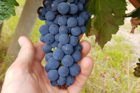 5 Hours Wineries, Coffee Tasting, Forest & Lunch At The Berry Farm - Darwin Holiday 18