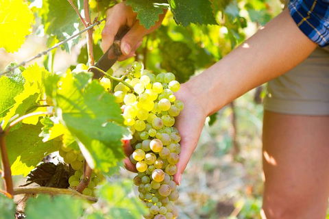 5 Hours Wineries, Coffee Tasting, Forest & Lunch At The Berry Farm - Darwin Holiday 3