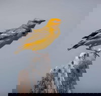 Lake Argyle Birdwatching Charter - Darwin Holiday