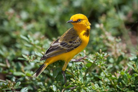 Lake Argyle Birdwatching Charter - Darwin Holiday 5