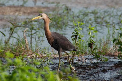 Lake Argyle Birdwatching Charter - Darwin Holiday 9