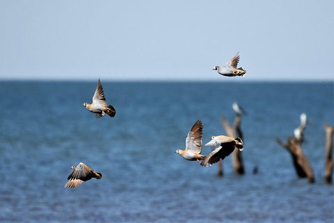 Lake Argyle Birdwatching Charter - Darwin Holiday 8