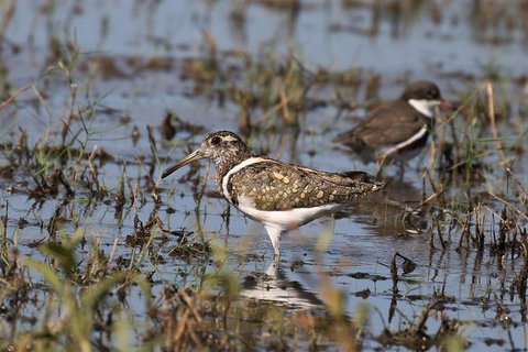 Lake Argyle Birdwatching Charter - Darwin Holiday 7