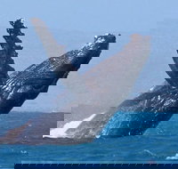 Sunset Cruise Wildlife Watching - Darwin Holiday