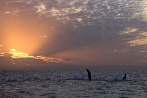 Sunset Cruise Wildlife Watching - Darwin Holiday 5