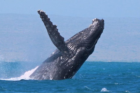 Sunset Cruise Wildlife Watching - Darwin Holiday 2
