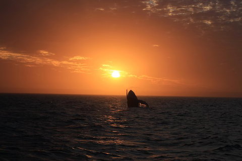 Sunset Cruise Wildlife Watching - Darwin Holiday 4