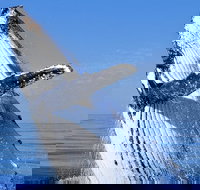 Whale Watching Tour - Darwin Holiday