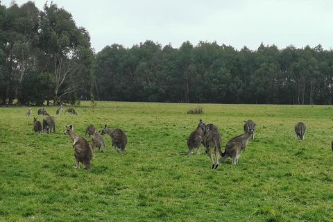 Private Tour: Great Ocean Road From Melbourne - Darwin Holiday 18