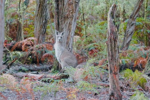 Small-Group Great Ocean Road Day Trip From Melbourne - Darwin Holiday 9