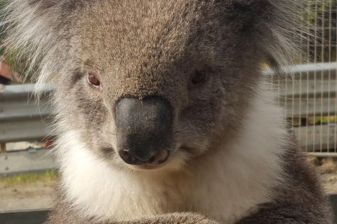 2 Day Great Ocean Road Tour From Melbourne - Darwin Holiday 12