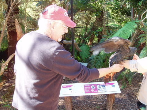 Puffing Billy Steam Train & Healesville Wildlife Sanctuary Tour From Melbourne - Darwin Holiday 9