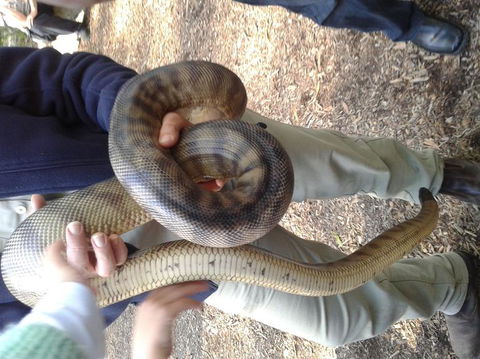 Puffing Billy Steam Train & Healesville Wildlife Sanctuary Tour From Melbourne - Darwin Holiday 6