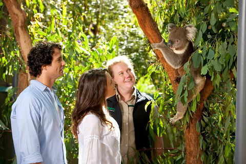 Puffing Billy Steam Train & Healesville Wildlife Sanctuary Tour From Melbourne - Darwin Holiday 14