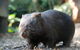 Puffing Billy Steam Train & Healesville Wildlife Sanctuary Tour From Melbourne - thumb 20