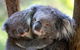 Puffing Billy Steam Train & Healesville Wildlife Sanctuary Tour From Melbourne - thumb 18