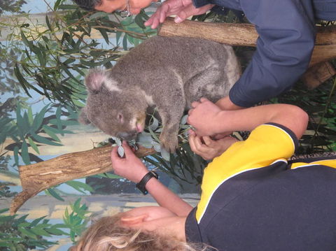 Phillip Island Tour From Melbourne - Darwin Holiday 11