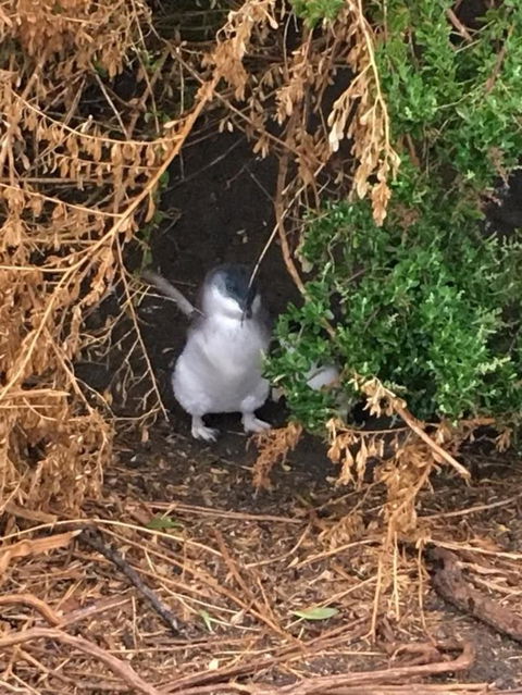 Phillip Island Tour From Melbourne - Darwin Holiday 4