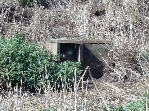 Phillip Island Tour From Melbourne - Darwin Holiday 19