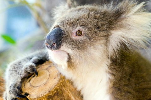 Phillip Island Tour From Melbourne - Darwin Holiday 1