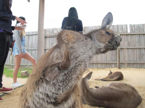 Phillip Island Tour From Melbourne - Darwin Holiday 10