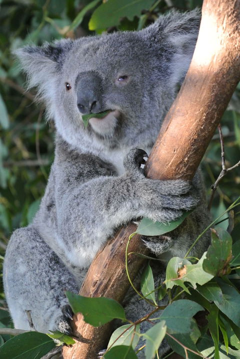 Phillip Island Tour From Melbourne - Darwin Holiday 2