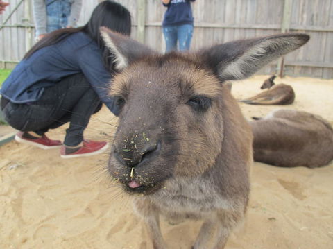 Phillip Island Tour From Melbourne - Darwin Holiday 12