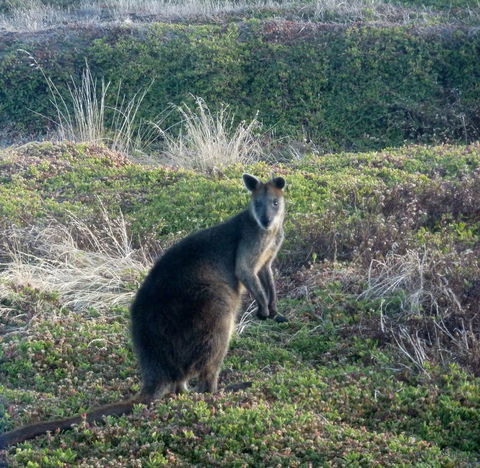 Phillip Island Penguin Parade Evening Tour - Darwin Holiday 3
