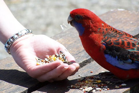 Puffing Billy Train With Optional Penguin Parade Or Melbourne City Tour - Darwin Holiday 1