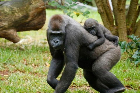 Melbourne Zoo General Entry Ticket - Darwin Holiday 0