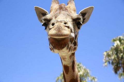 Melbourne Zoo General Entry Ticket - Darwin Holiday 1