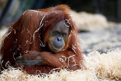 Melbourne Zoo General Entry Ticket - Darwin Holiday 3