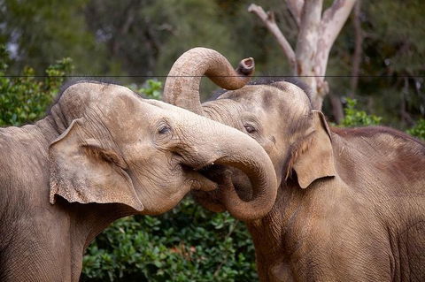 Melbourne Zoo General Entry Ticket - Darwin Holiday 6